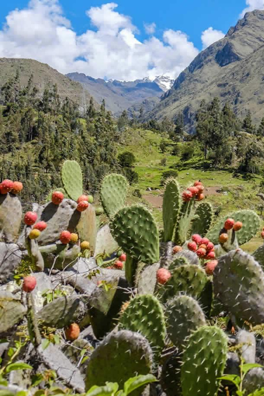 4d/3n Inca Trail to Machupicchu on the Ancestral Route - Frequently Asked Questions
