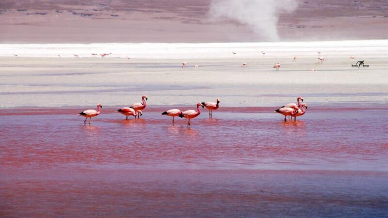 4D 3N PROGRAM SAN PEDRO DE ATACAMA-UYUNI-ATACAMA-PRIVATE VIP - Experience and Activities