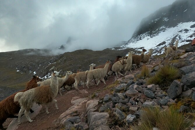 4D3N Llama Trek to Machu Picchu & Sacred Valley Journeys - Key Points