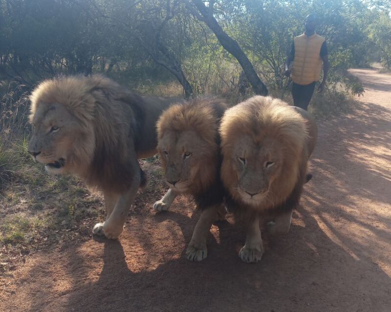 4days Johannesburg - Key Points