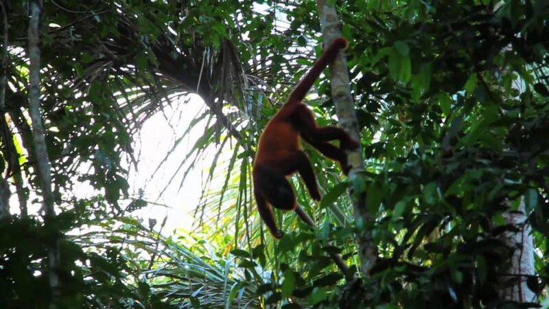4days|| Reliable Experience: Chuncho Macaw Excursion - Arrival and Jungle Connection