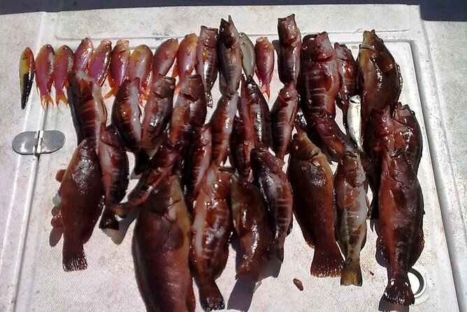 4h Half-Day Amazing Private Coastal Fishing - Tour Inclusions and Features