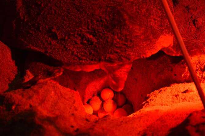 4h Turtle Watching With SSV Buggy Night 4WD - Additional Information