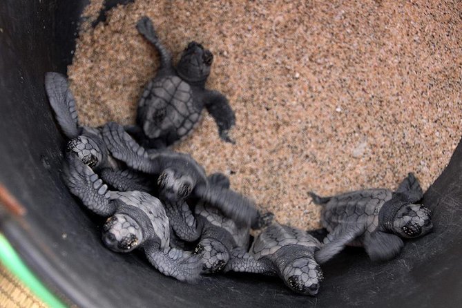 4h Turtle Watching With SSV Buggy Night 4WD - Safety Precautions