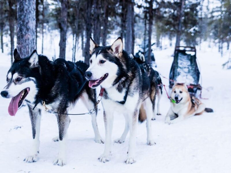 4hr Dog Sledding Trip on Finnmarksvidda - Experience Details
