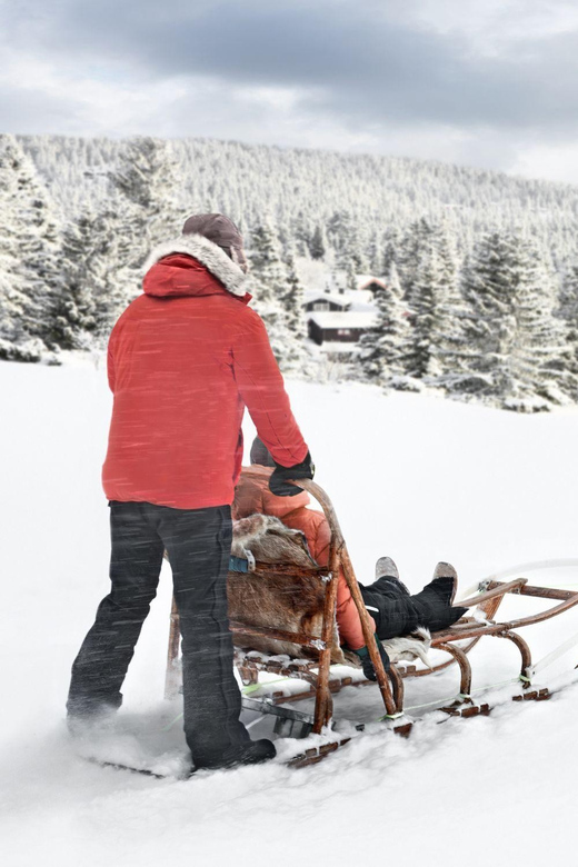 4hr Dog Sledding Trip on Finnmarksvidda - Activity Highlights