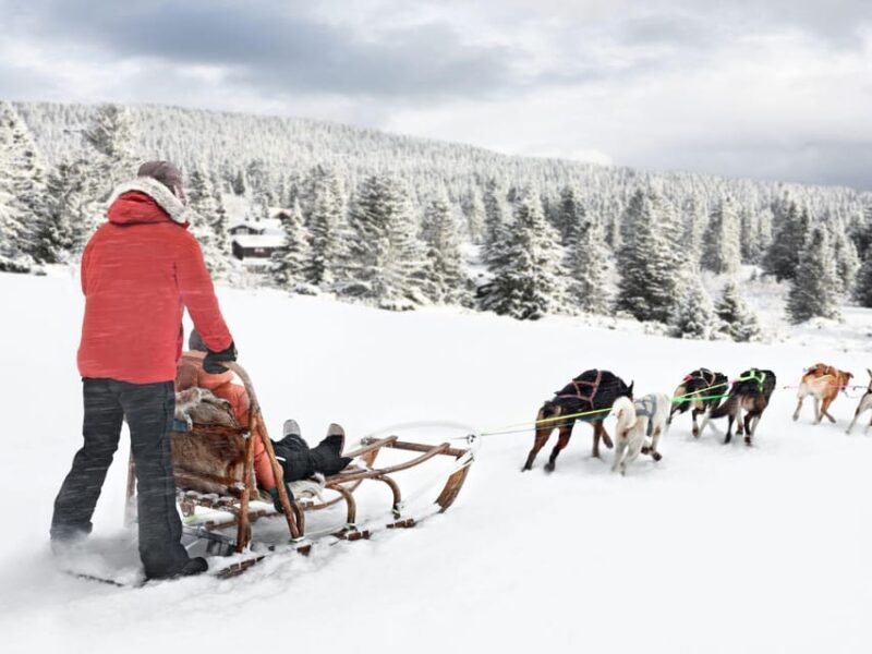 4hr Dog Sledding Trip on Finnmarksvidda - Journey and Training