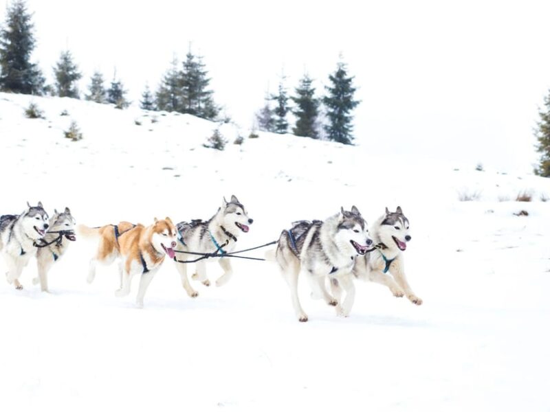 4hr Dog Sledding Trip on Finnmarksvidda - Important Information and Restrictions