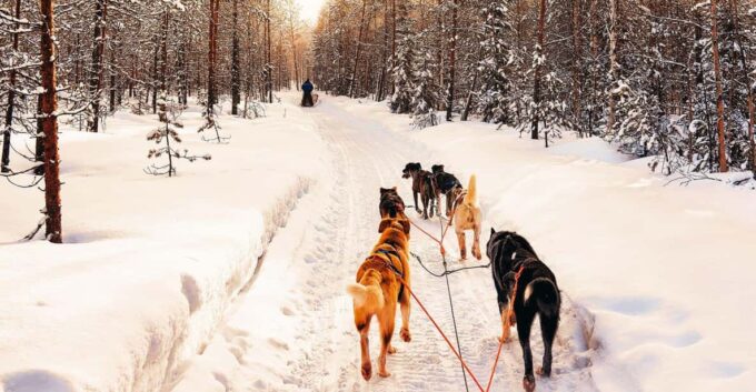 4hr Dog Sledding Trip on Finnmarksvidda - Frequently Asked Questions