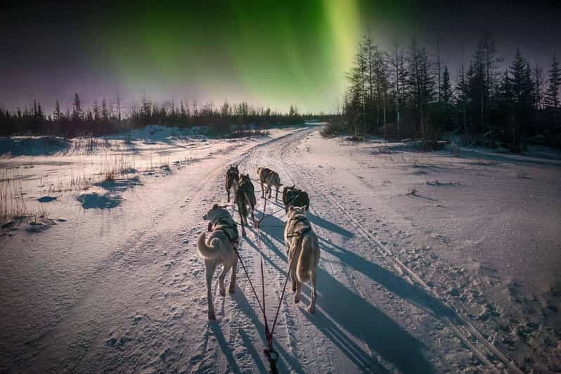 4hr Dog Sledding Trip Under the Northern Lights - Key Points