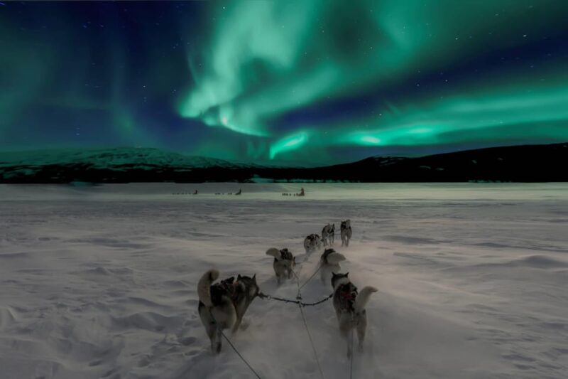 4hr Dog Sledding Trip Under the Northern Lights - Immersive Dog Sledding Experience