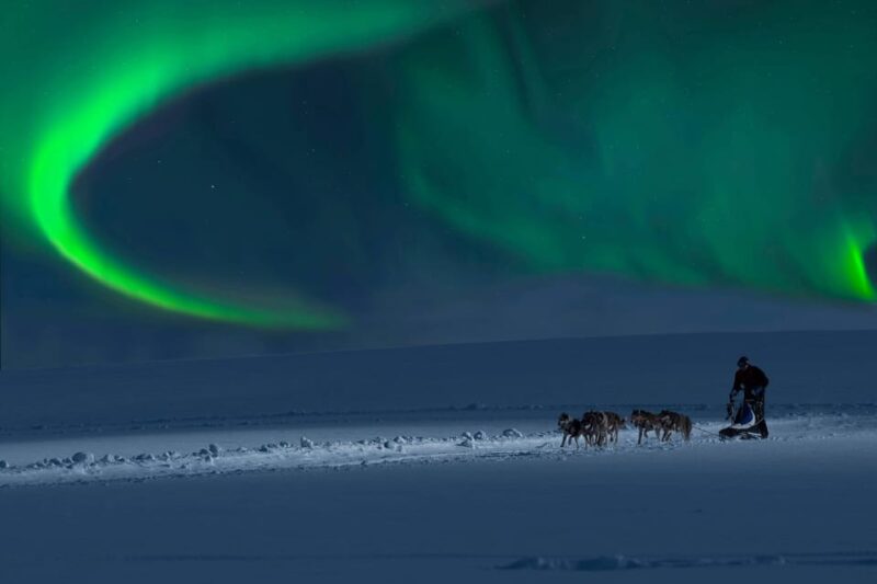 4hr Dog Sledding Trip Under the Northern Lights - Warm Clothing Provided