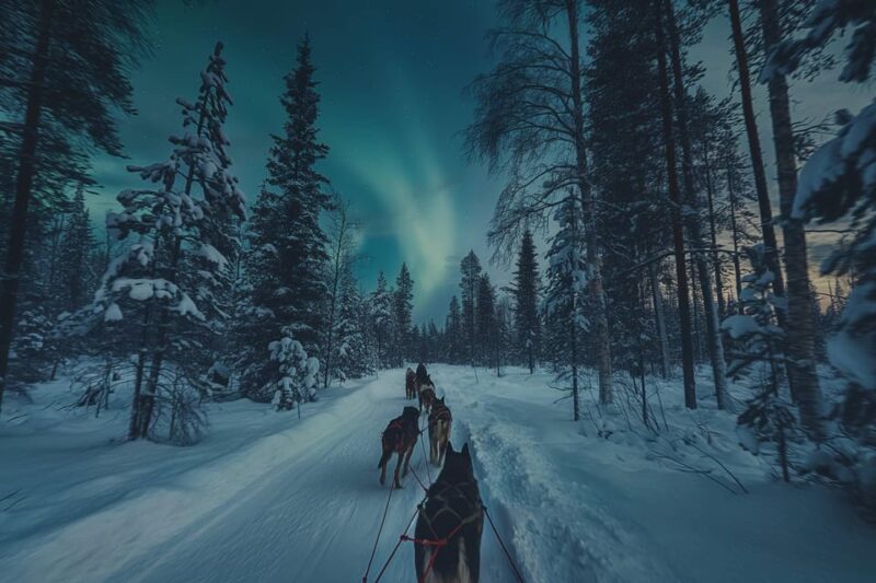 4hr Dog Sledding Trip Under the Northern Lights - Participant Restrictions