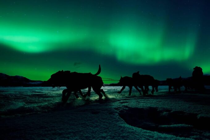 4hr Dog Sledding Trip Under the Northern Lights - Frequently Asked Questions