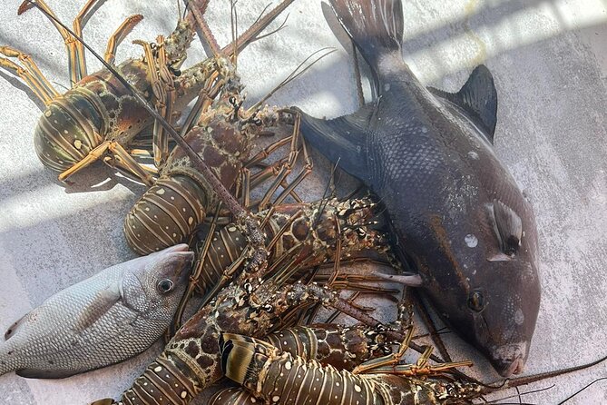 4HR-Halfday Private Fishing Tour in Gracebay - Accessibility and Recommendations