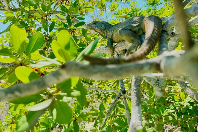 4HR Private Half-day Boat in Gracebay - Highlights of the Tour