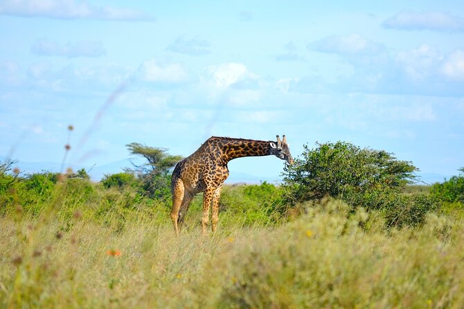 4Hrs Tour Nairobi National Park Morning Game Drive Group Joining - What to Expect