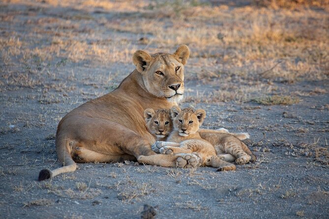 4Hrs Tour Nairobi National Park Morning Game Drive Group Joining - Additional Information