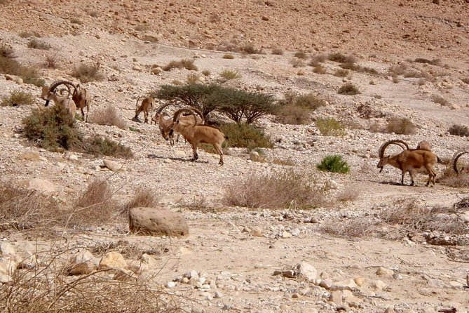 4WD Masada Ein Gedi Judea Desert Dead Sea Adventure 4x4 Tour. - Accessibility Considerations