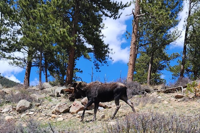 4WD Panoramic Peak Photo Tour in Estes Park - Inclusions