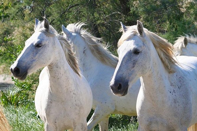 4x4 Camargue Safari 4h - Departure From Arles - Tour Operator Information