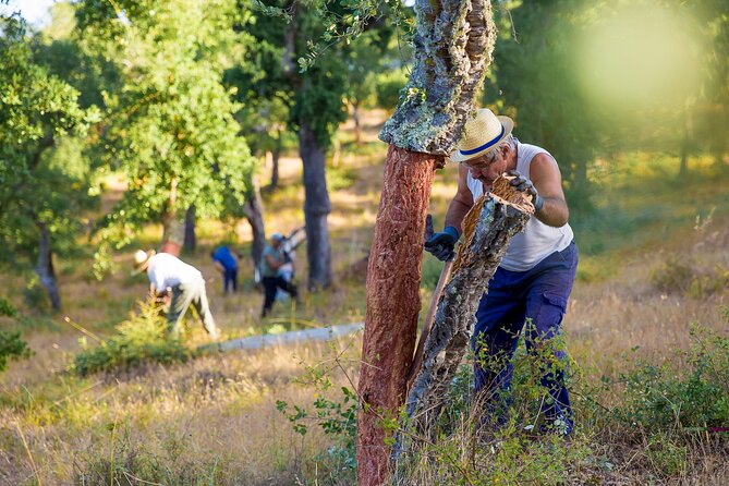4x4 Cork Tour With Optional Lunch - Cork Harvesting and Ecology