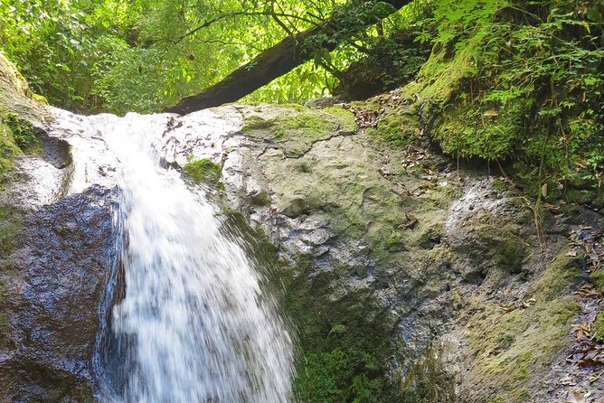 4x4 Jungle Safari to Waterfall & Delicious Rainforest Lunch - Itinerary Details