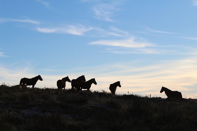 4X4 Tour - Discovering Serra D'arga - Scenic Panoramas and Wildlife Observation
