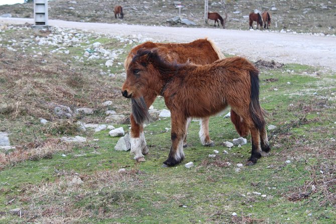4X4 Tour - Discovering Serra D'arga - Experienced Guide and Tour Overview
