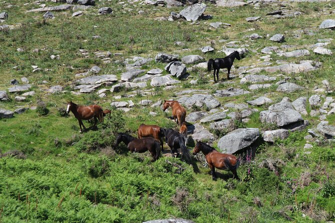 4X4 Tour – Mountain - Viana Do Castelo - Serra Sta. Lucia, Serra D'arga - Guides and Expertise