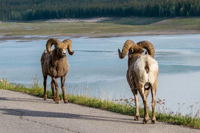 5.5-Hour Jasper Wildlife and Waterfalls Tour With Maligne Lake Cruise From Jasper - What to Expect During the Tour