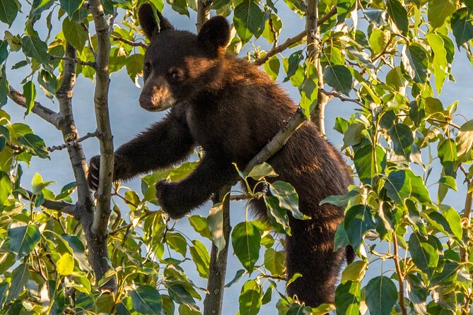 5.5-Hour Jasper Wildlife and Waterfalls Tour With Maligne Lake Cruise From Jasper - Reviews and Ratings