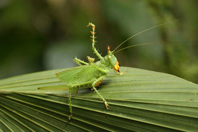 5-Day All Inclusive Cuyabeno Amazon Adventure With Accommodation in Eco Lodge - Important Information