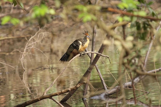 5-Day All Inclusive Cuyabeno Amazon Adventure With Accommodation in Eco Lodge - Reviews and Feedback