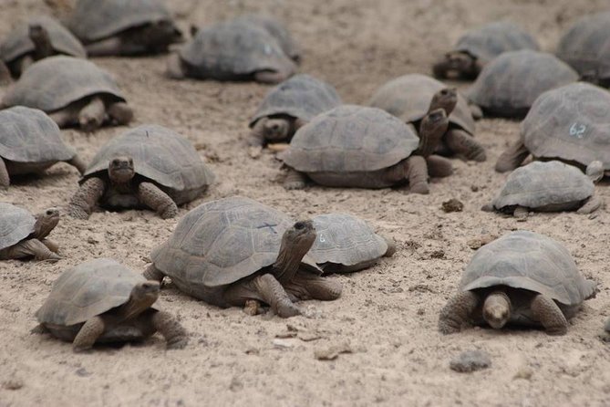 5-Day All-Inclusive Galapagos: Isabela and Santa Cruz Island - Getting There and Accessibility
