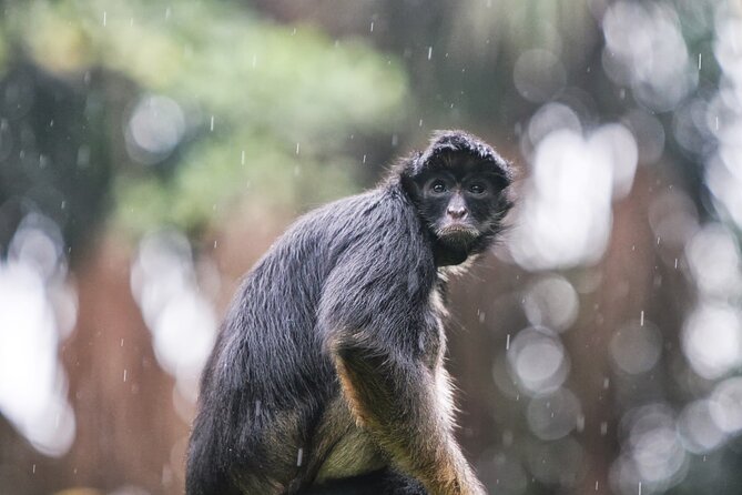 5-Day All Inclusive Guided Jungle Tour From Iquitos at Maniti Eco-Lodge - Pickup Information