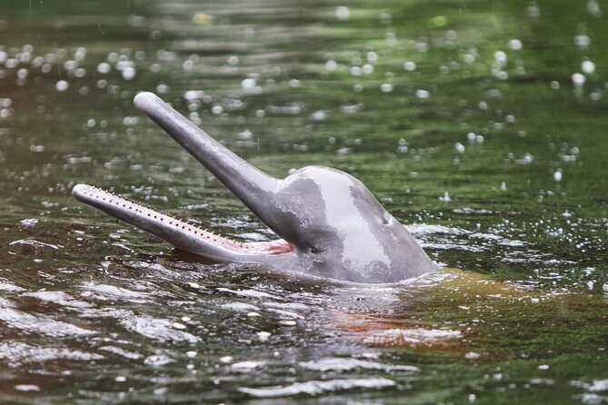 5-Day All Inclusive Guided Jungle Tour From Iquitos at Maniti Eco-Lodge - Traveler Reviews