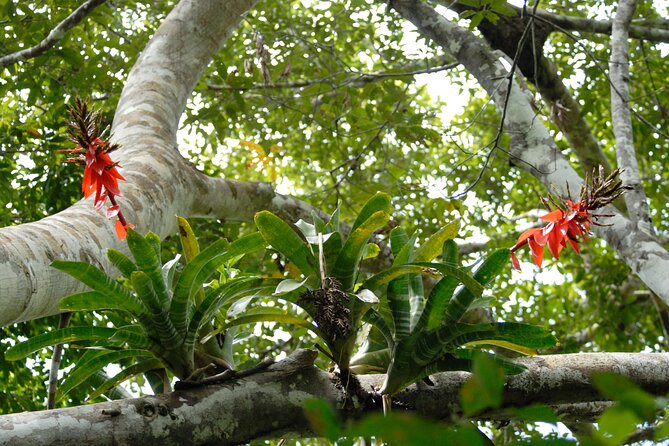 5-Day Amazon Exploration in Iquitos at Curassow Amazon Lodge - Accommodation at Curassow Lodge