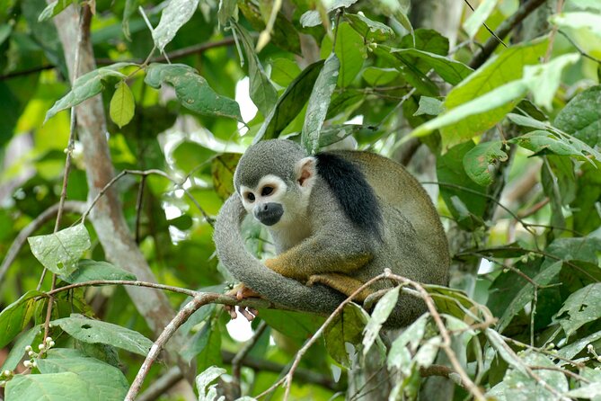 5-Day Amazon Exploration in Iquitos at Curassow Amazon Lodge - Transportation and Arrival