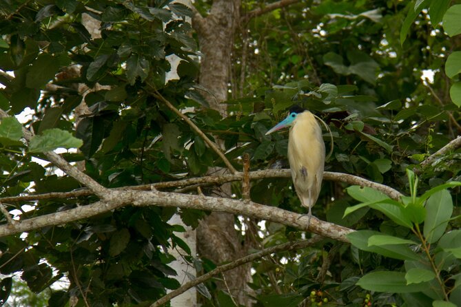 5-Day Amazon Exploration in Iquitos at Curassow Amazon Lodge - Package Inclusions