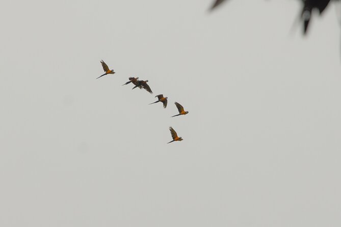 5-Day Amazon Exploration in Iquitos at Curassow Amazon Lodge - Booking and Pricing Details