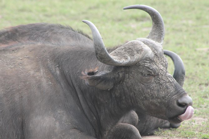 5-Day Big 5 Kidepo Valley National Park Safari - Inclusions