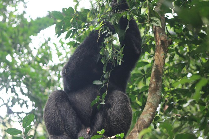5-Day Big 5 Kidepo Valley National Park Safari - Accessibility