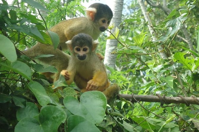 5-Day Bolivian Amazon Pampas Adventure From La Paz - Frequently Asked Questions