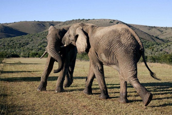 5 Day Cape to Addo Safari - Garden Route Small Group Tour - Inclusions