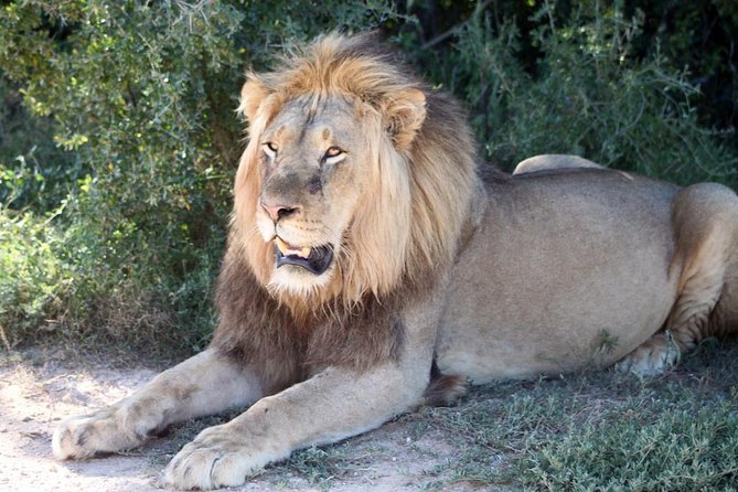 5 Day Cape to Addo Safari - Garden Route Small Group Tour - Tour Details
