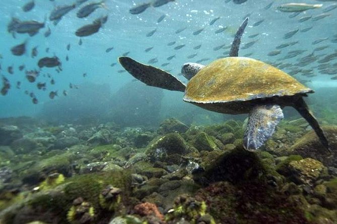 5 Day Classic Isabela Island Tour - Additional Costs and Fees