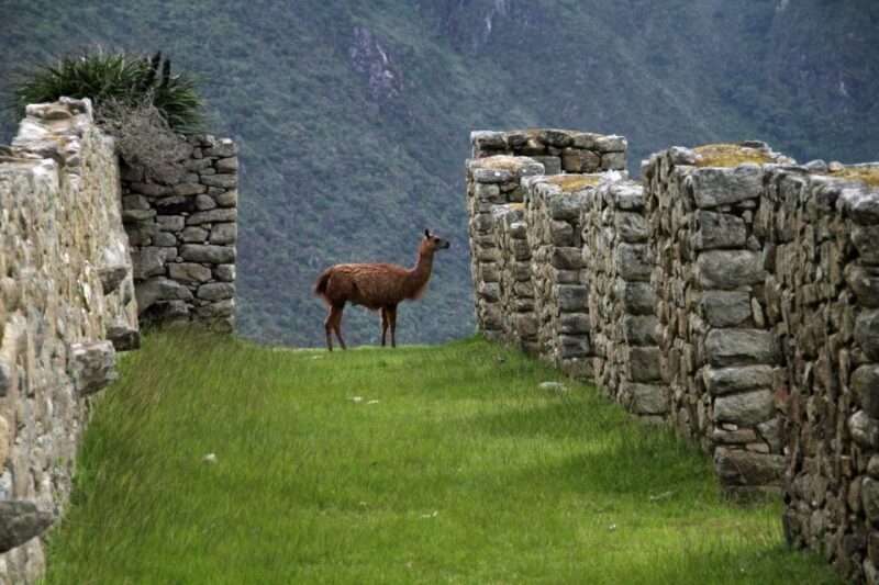 5-Day Classic Salkantay Trek to Machu Picchu Return by Train - Itinerary and Highlights