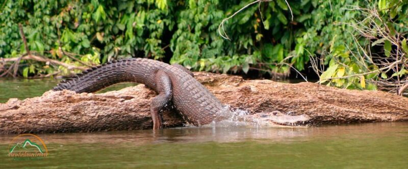 5-Day Excursion to Manu National Park - Nature and Wildlife Experience
