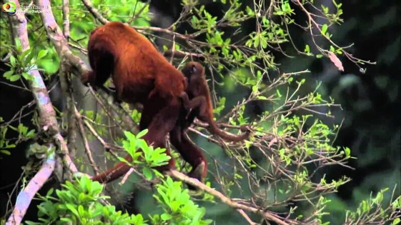 5-Day Excursion to Manu National Park - Booking Information